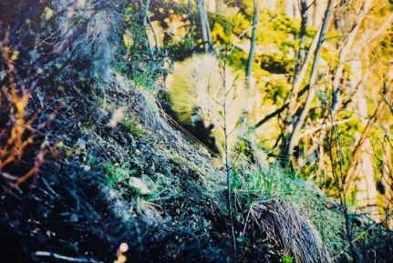 Alaska porcupine