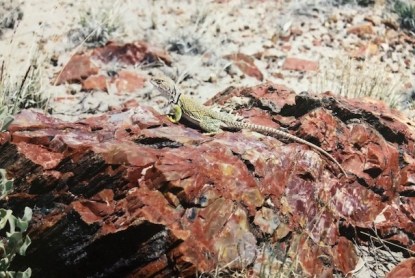 petrified forest lizard